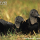 Illustration for article titled Vednesday Vulture - Coragyps atratus Edition